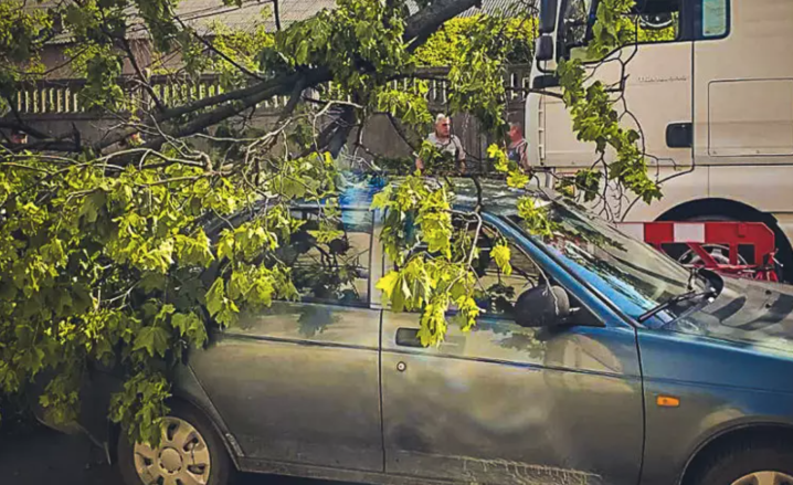 У Чернівцях на Севастопольській впало дерево: пошкоджено вантажівку та легковик